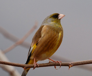 Нангиад ногоолдой